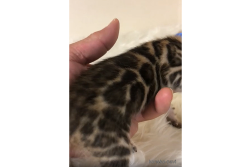 販売中の静岡県のベンガル-117454の2枚目